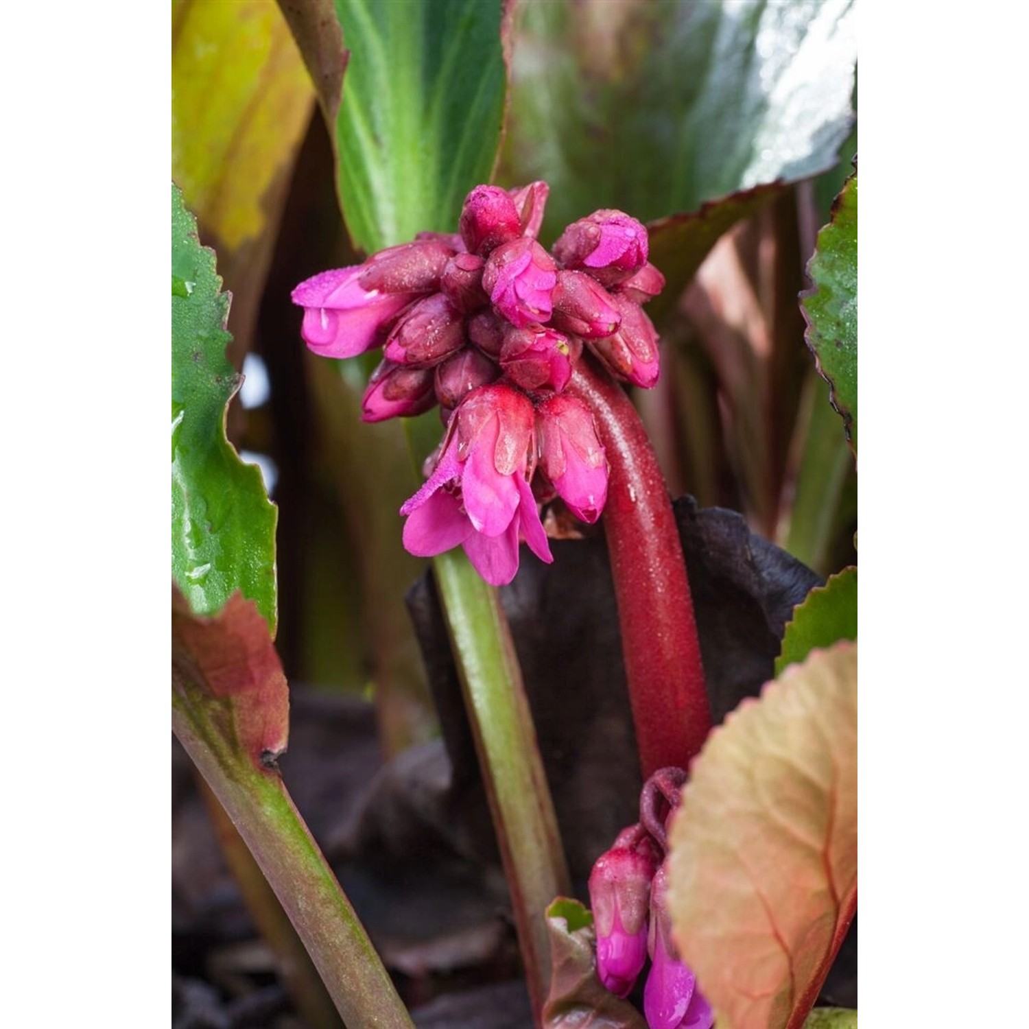 Bergenia Cordifolia David Veg. Ca. 11x11 cm Topf günstig online kaufen