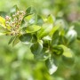 Nahaufnahme der Aronia Viking Apfelbeere mit grünen Blättern und Blütenknospen.