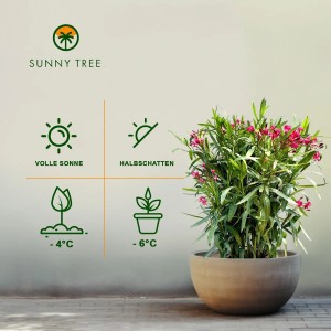 Blühender, roter Oleander (100/120cm) im Topf. Mediterrane Kübelpflanze für Garten & Terrasse.