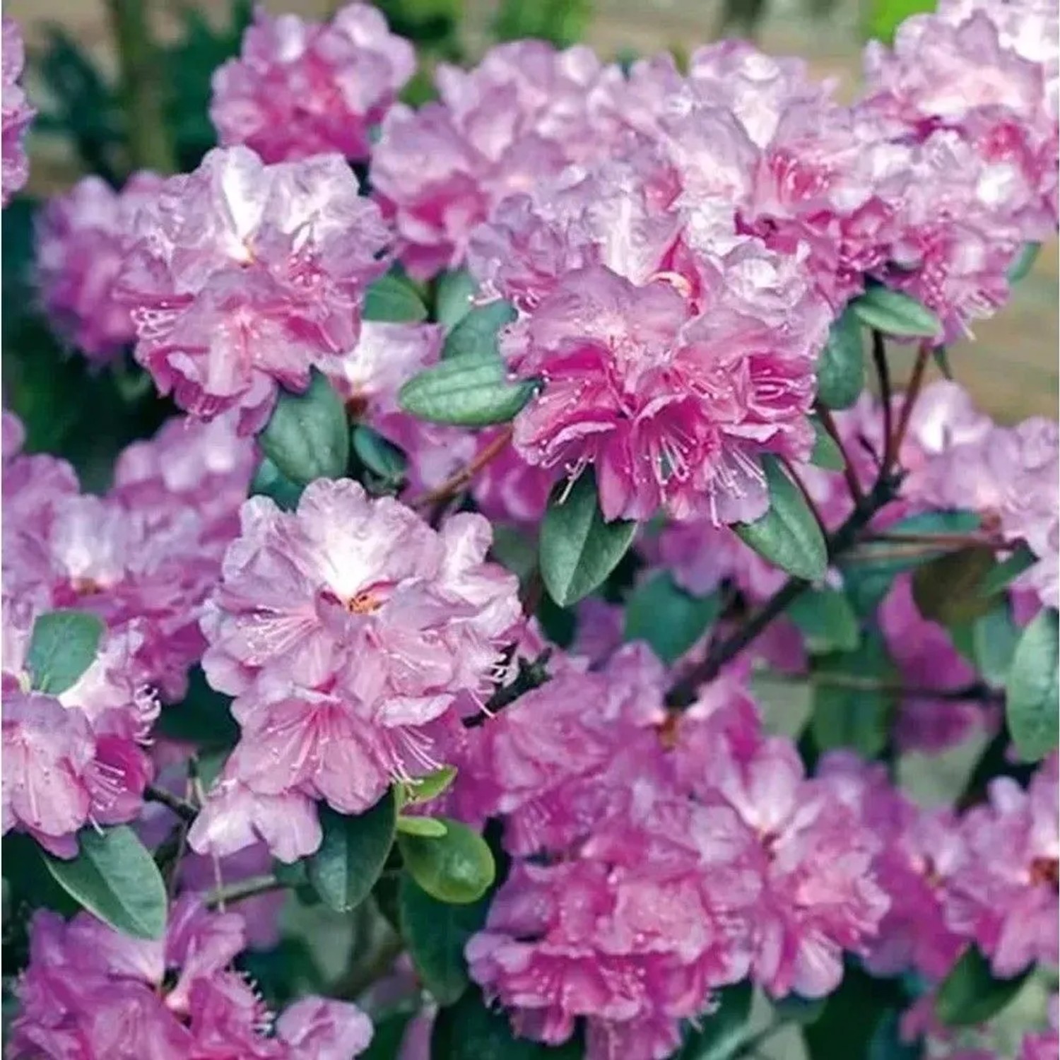 Zwerg Rhododendron P. J. Mezitt 20-25cm - Rhododendron impeditum - Zwerg Alpenrose