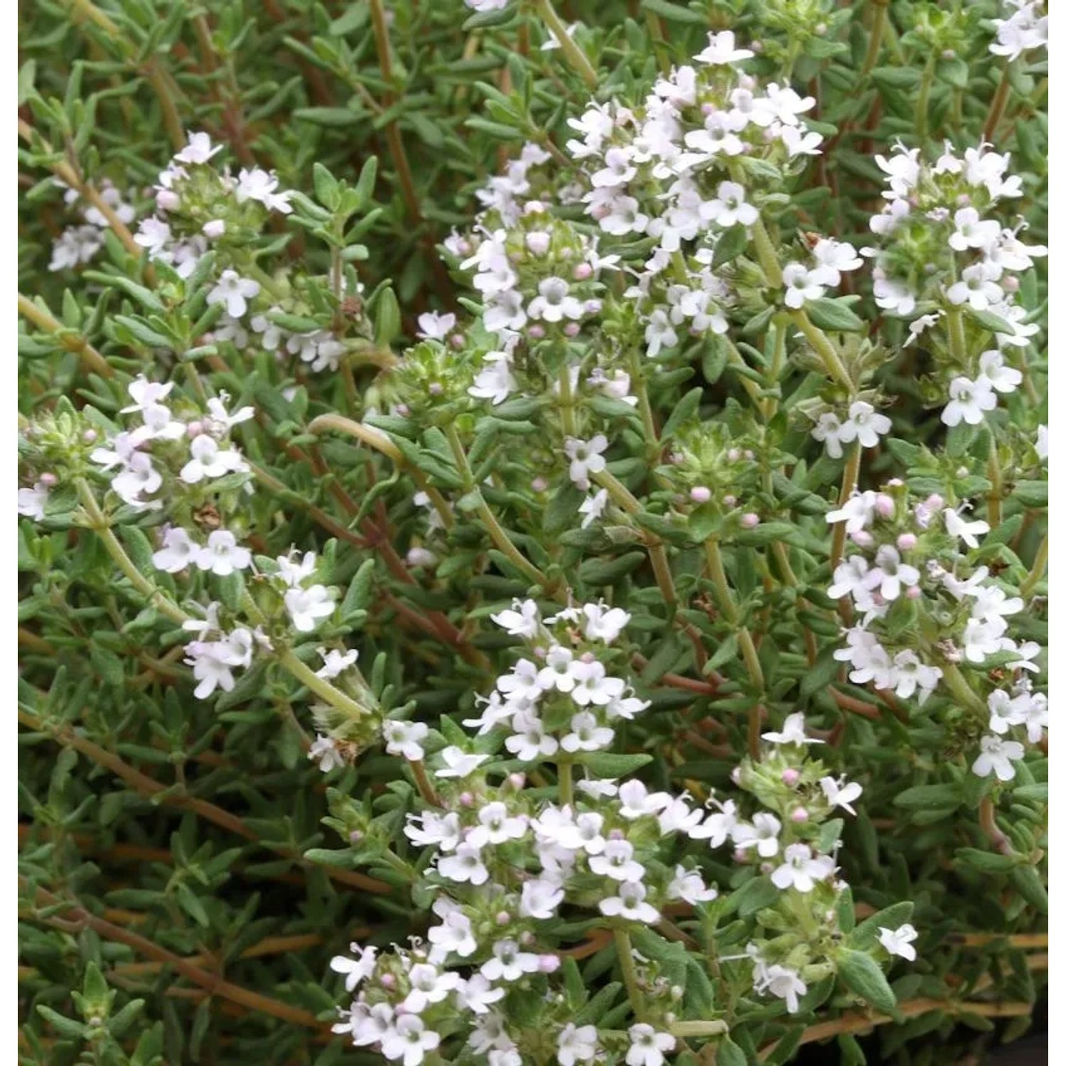 Echter Thymian Pinewood - Thymus vulgaris