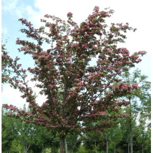 Blühender Kaskaden Rotdorn 'Crimson Cloud' (Crataegus laevigata) mit roten Blüten vor blauem Himmel.