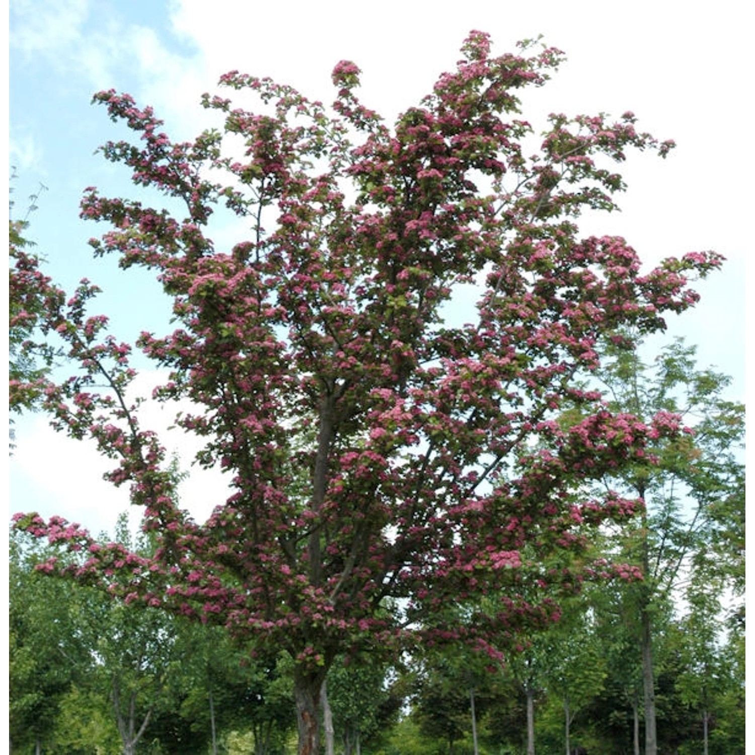 Kaskaden Rotdorn Crimson Cloud 100-125cm - Crataegus laevigata günstig online kaufen