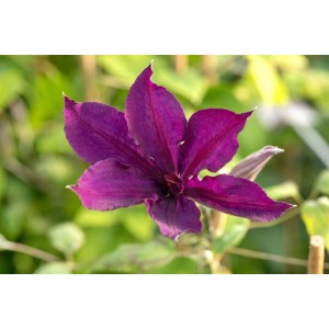 Nahaufnahme einer rosa Clematis Viticella 'Margot Koster' Waldrebe Blüte.