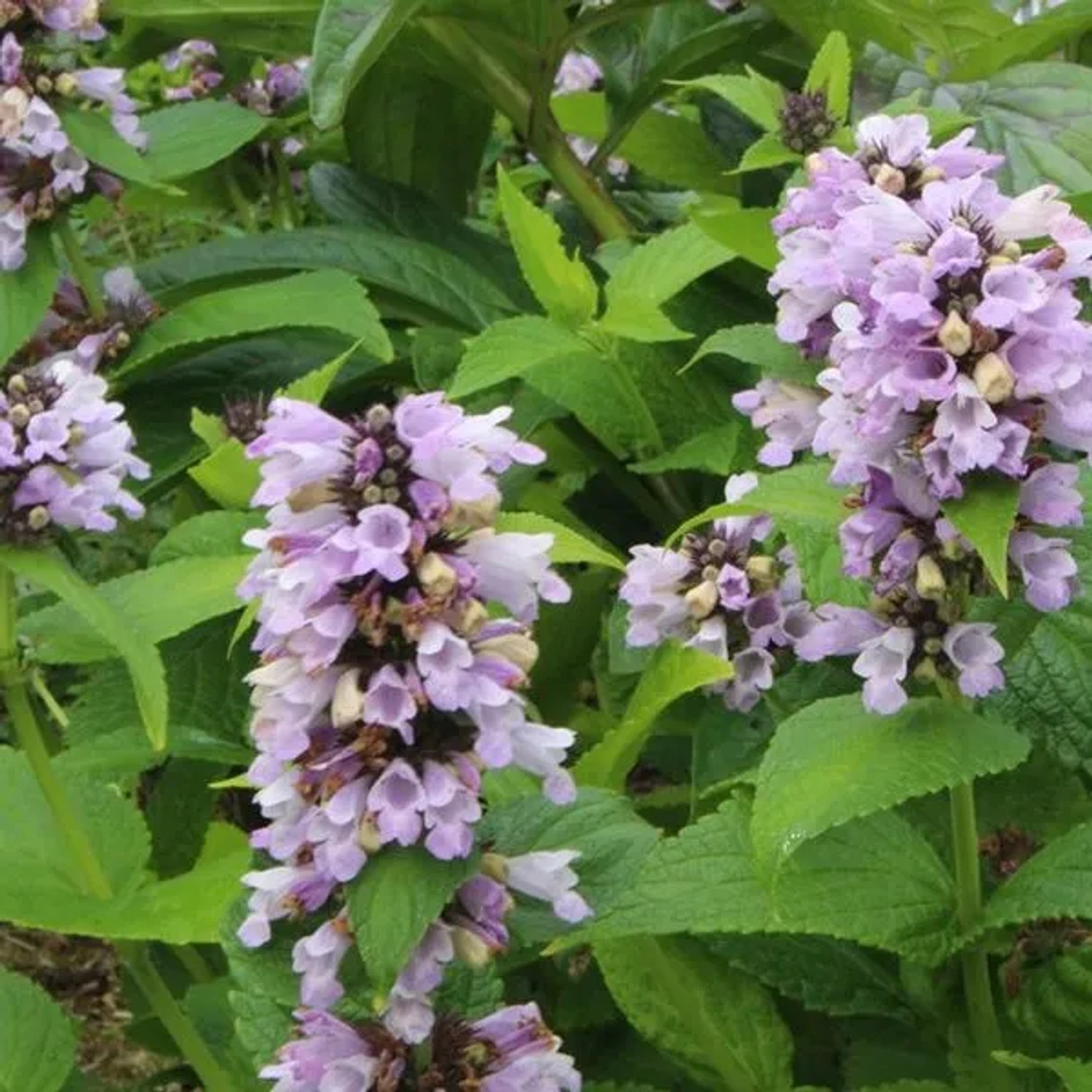 6 x Katzenminze Nepeta subsessilis Topf 9cm Schnittblume