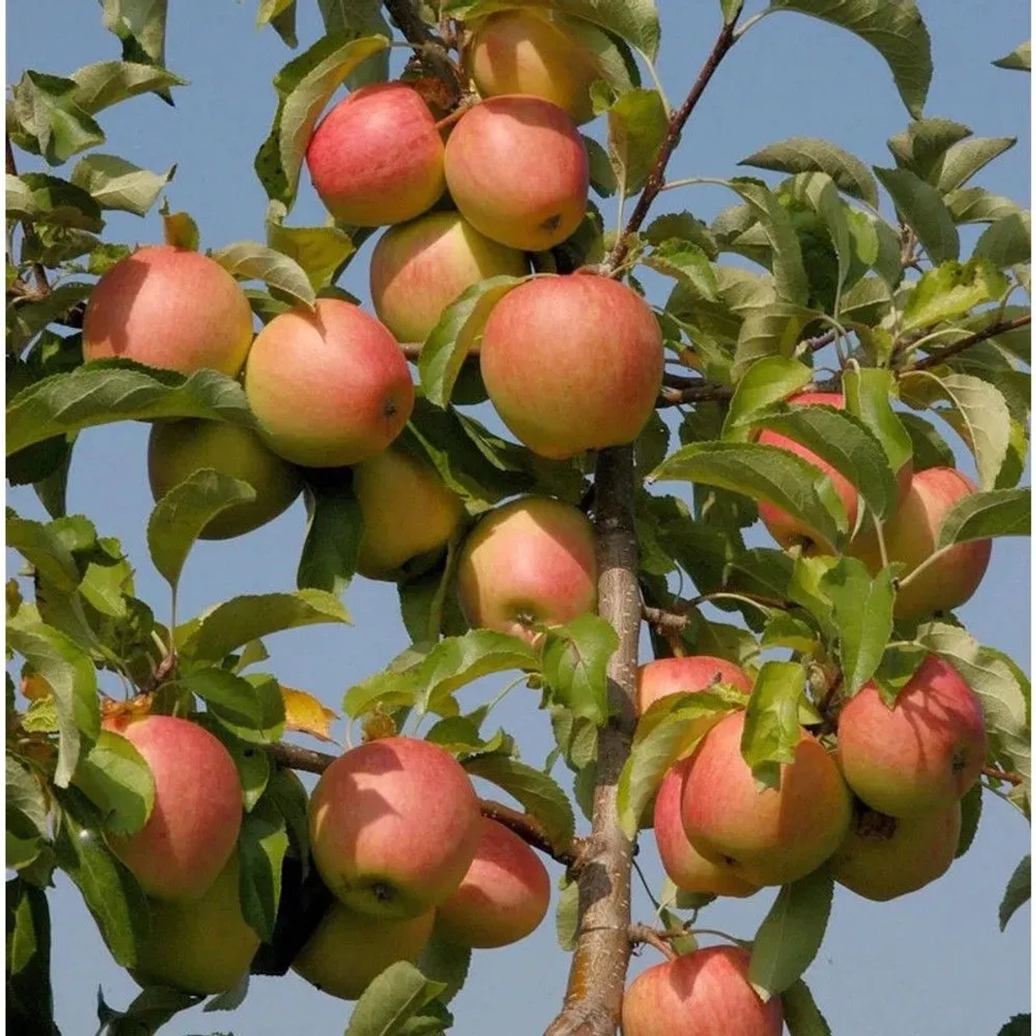 Apfelbaum Pinova 60-80cm - süßsäuerlich und fest