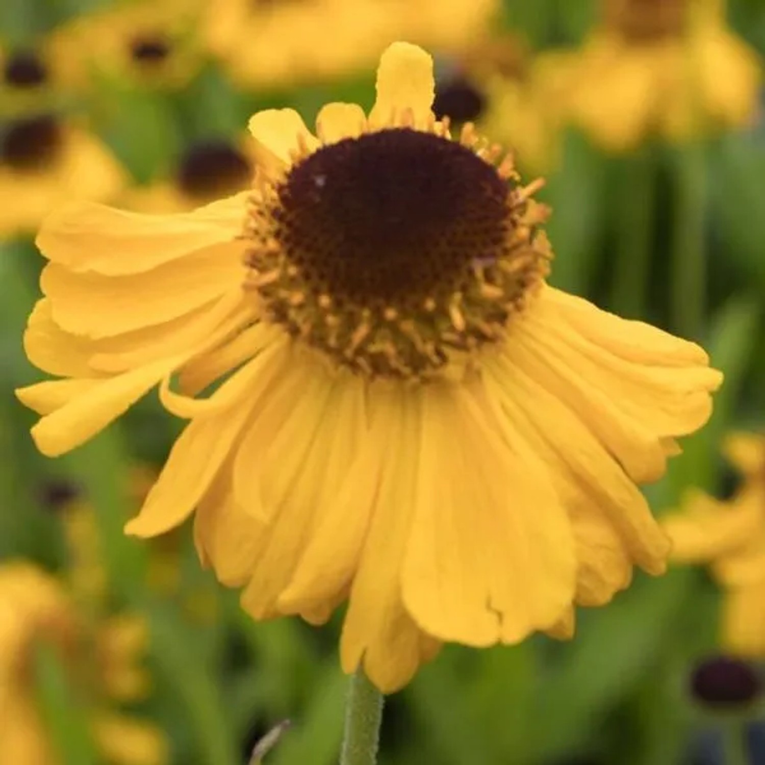 6 x Sonnenbraut 'The Bishop' Helenium bigelovii Topf 9cm Schmetterlingspflanze