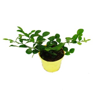 Kaffirlimette (Citrus Hystrix) im gelben Topf. Exotische Gewürzpflanze mit grünen Blättern.
