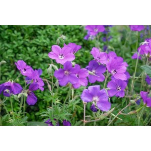 Violette Blüten des Geranium Clarkei Kashmir Purple Storchschnabels im 9x9 cm Topf.