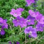 Violette Blüten des Geranium Clarkei Kashmir Purple Storchschnabels im 9x9 cm Topf.