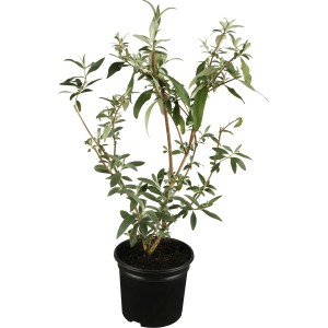 Rosa Sommerflieder (Buddleja) im 3l Topf, ca. 10-20 cm hoch. Schmetterlingsflieder für Garten und Kübel.