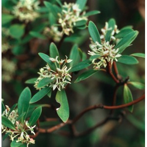 Nahaufnahme des blühenden Tasmanischen Bergpfeffers (Drimys lanceolata) mit grünen Blättern.
