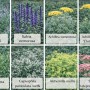 Spezialset „Arbeitsloser Vorgarten“: 24 Stauden (Nepeta, Salvia, Achillea, Carex, Gypsophila, Alchemilla, Sedum) im 9 cm Topf.