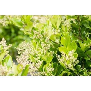 Blühender, grüner Japanischer Liguster Texanum im Topf, geeignet als Hecke oder Blühstrauch.