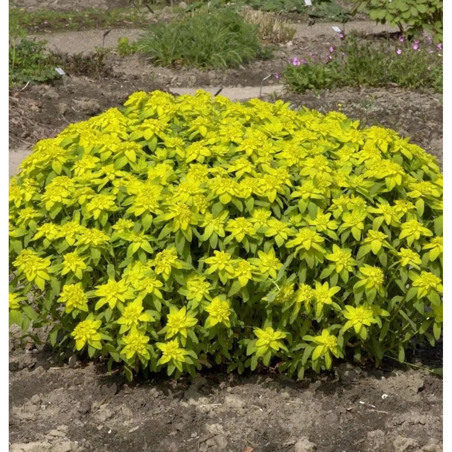 Gold Wolfsmilch Bonfire - Euphorbia epithymoides