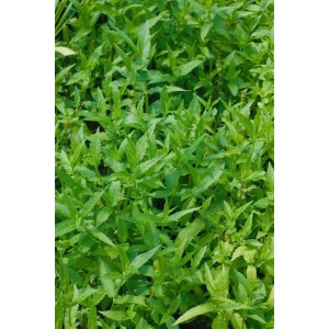 Grüner Sumpfziest (Stachys palustris) im 9x9 cm Topf, eine robuste Staude für feuchte Standorte.