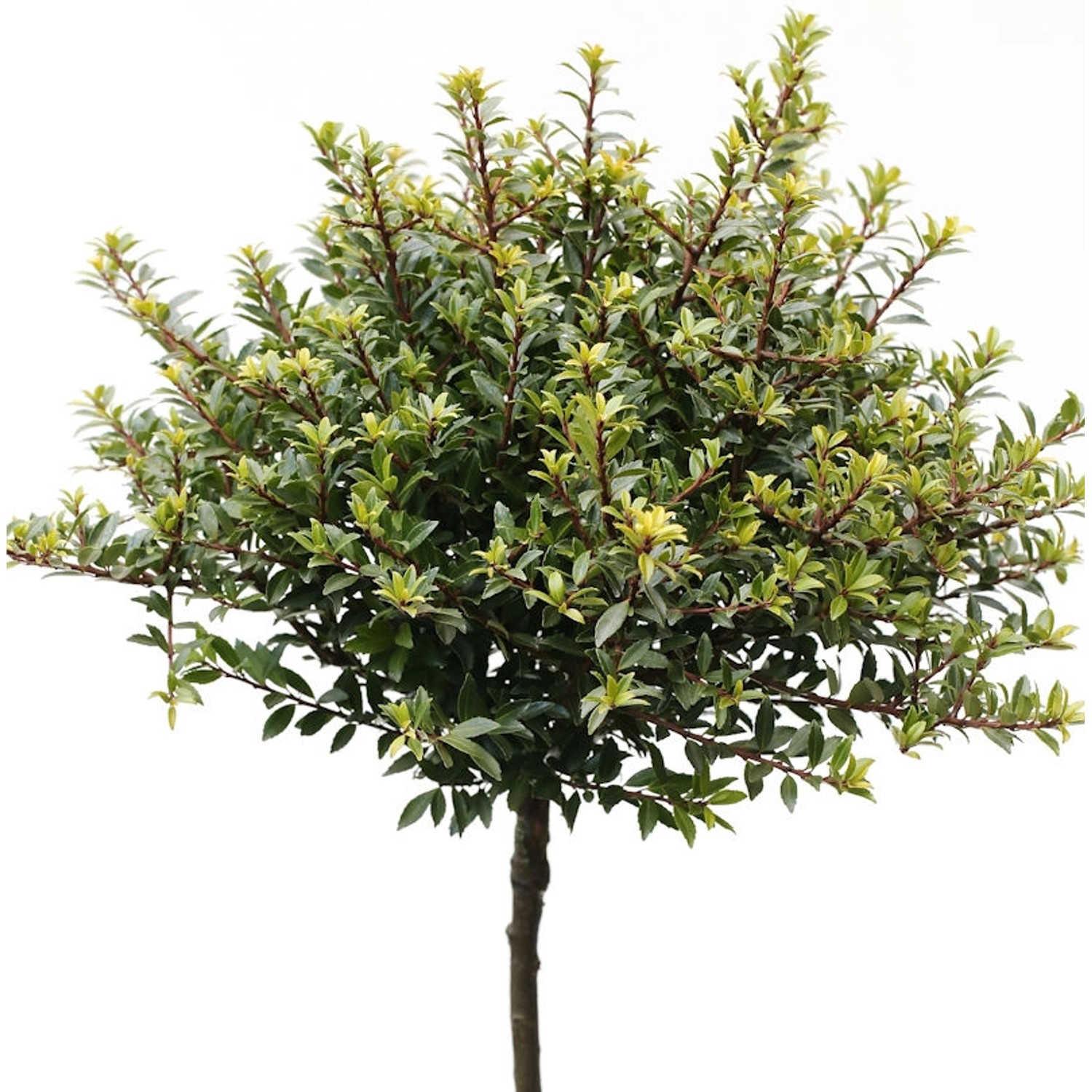 Hochstamm Löffel Ilex Glorie Dwarf 40-60cm - Ilex crenata günstig online kaufen