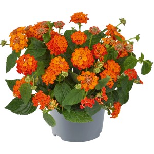 Wandelröschen Mix im Topf, orange Blüten und grüne Blätter. Kübelpflanze für Garten und Terrasse.