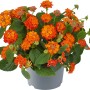 Wandelröschen Mix im Topf, orange Blüten und grüne Blätter. Kübelpflanze für Garten und Terrasse.