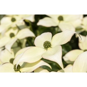 Nahaufnahme: Schmetterling Blumen-Hartriegel (Cornus Kousa Chinensis) mit cremeweißen Blüten.
