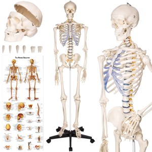 Detailgetreues, lebensgroßes Tectake Skelett (180cm) mit Anatomieposter, ideal als Weihnachtsdekoration.