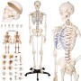 Detailgetreues, lebensgroßes Tectake Skelett (180cm) mit Anatomieposter, ideal als Weihnachtsdekoration.