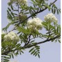 Eßbare Eberesche 125-150cm - Sorbus aucuparia