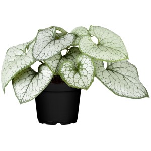 Kaukasus-Vergissmeinnicht Silver Spear im Topf, silbrig-weiße Blätter, grüne Akzente.