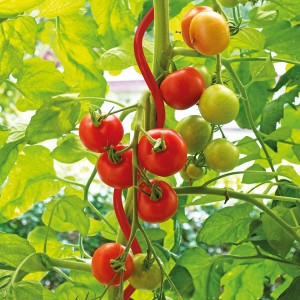 Bellissa Tomatenspirale 110cm, rote Rankhilfe mit Tomatenpflanze und reifen, roten Tomaten.