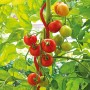 Bellissa Tomatenspirale 110cm, rote Rankhilfe mit Tomatenpflanze und reifen, roten Tomaten.