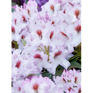 Nahaufnahme: Rhododendron-Hybride 'Graffito' mit weißen Blüten und roter Zeichnung.