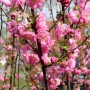 Blühendes Mandelbäumchen (Prunus triloba) Busch mit zartrosa Blüten.