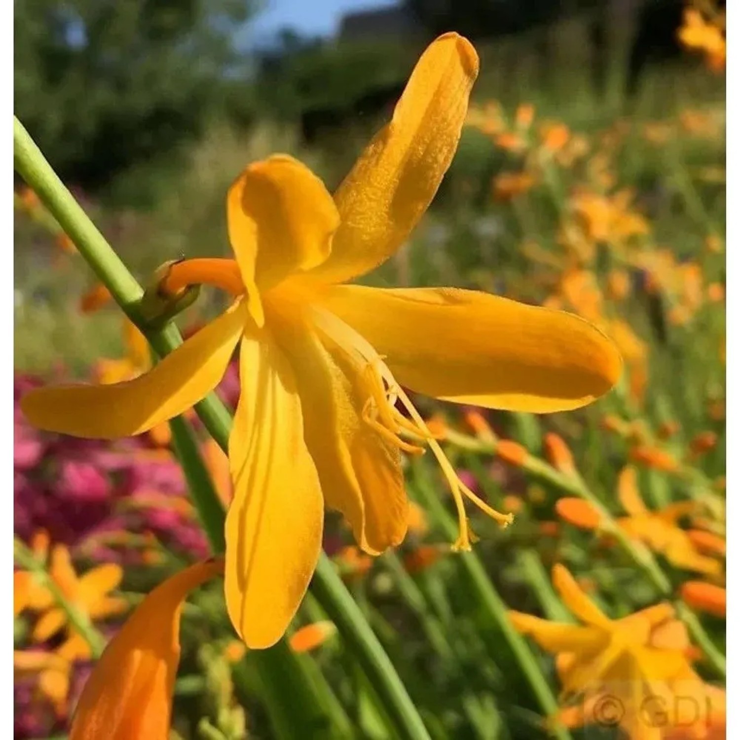 Gelbe Garten-Monbretie (Crocosmia masoniorum) Blüte im Detail. Staude für sonnige Standorte.