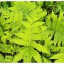 Nahaufnahme des grünen Japanischen Straußenfarns (Matteuccia orientalis).