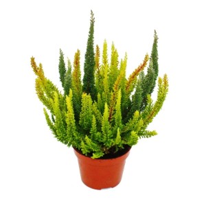 Exotenherz Calluna Green Nature im 11cm Topf, grüne Besenheide, Heidekraut, winterhart, verschiedene Grüntöne.