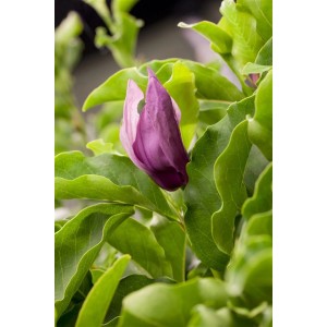 Nahaufnahme einer dunkelroten Magnolienblüte 'Black Beauty' mit grünen Blättern.