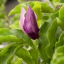Nahaufnahme einer dunkelroten Magnolienblüte 'Black Beauty' mit grünen Blättern.