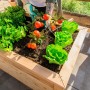 Westmann Hochbeet aus Lärche mit Salat, Tomaten und Kräutern bepflanzt.