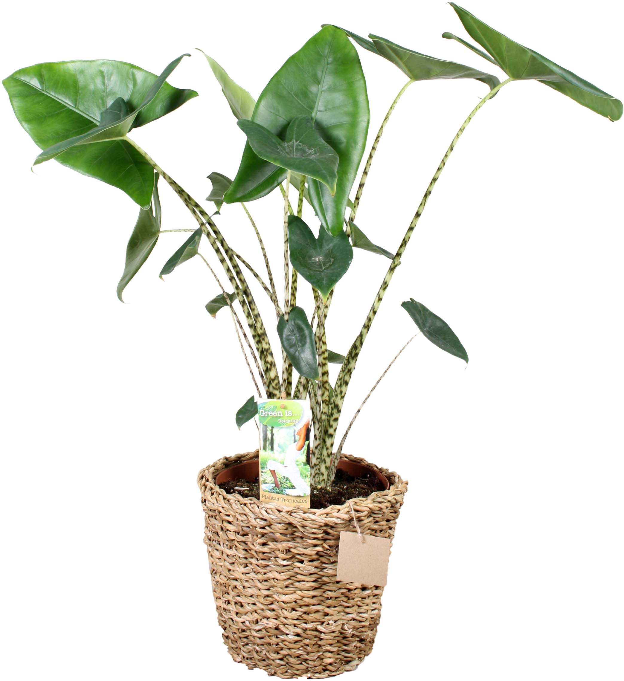 Grünpflanze im Korb sortiert Höhe ca. 70 - 75 cm Topf-Ø ca. 21 cm kaufen  bei OBI