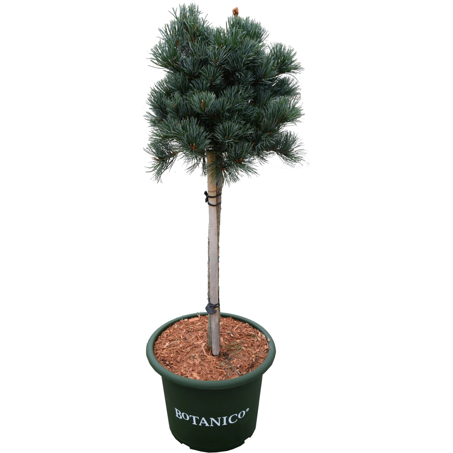 bonsai brush cherry Flowering Brush Cherry Land and Water Bonsai Tree