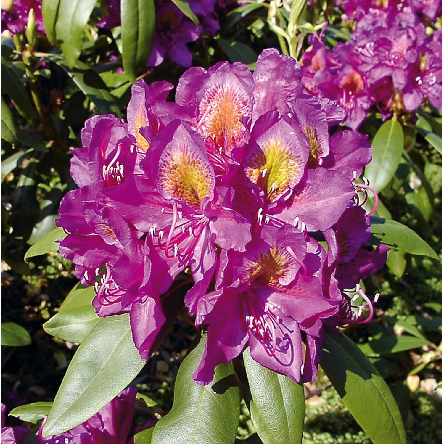 INKARHO - Großblumige Rhododendron Marcel Menard 25-30cm - Alpenrose günstig online kaufen