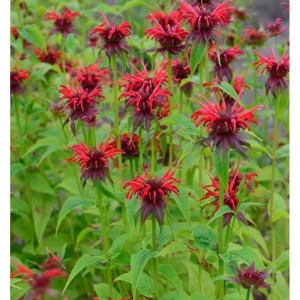 Rote Indianernessel 'Squaw' (Monarda didyma) im Gartenbeet.