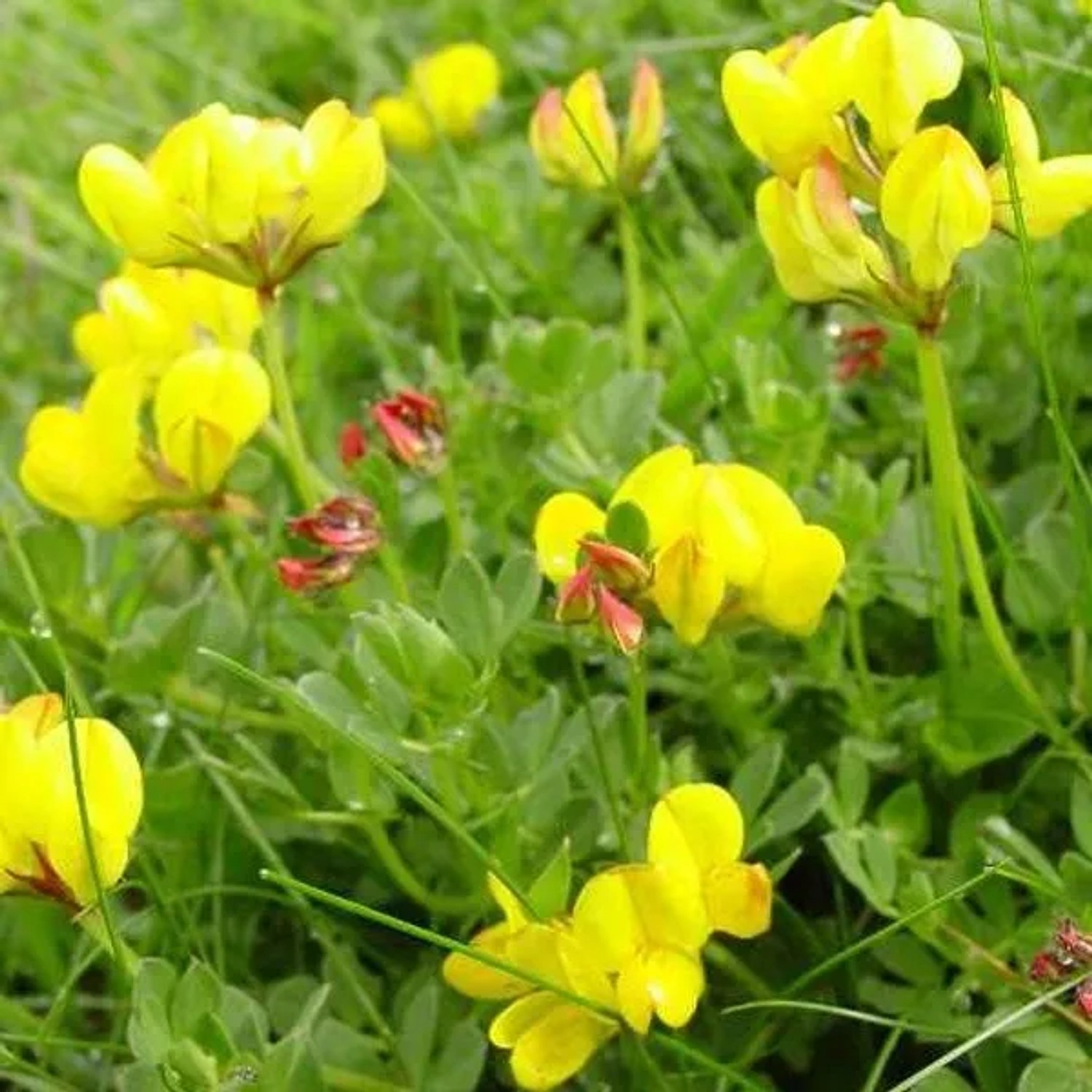 6 x Hornklee Lotus corniculatus Topf 9cm Gelbe Blüten