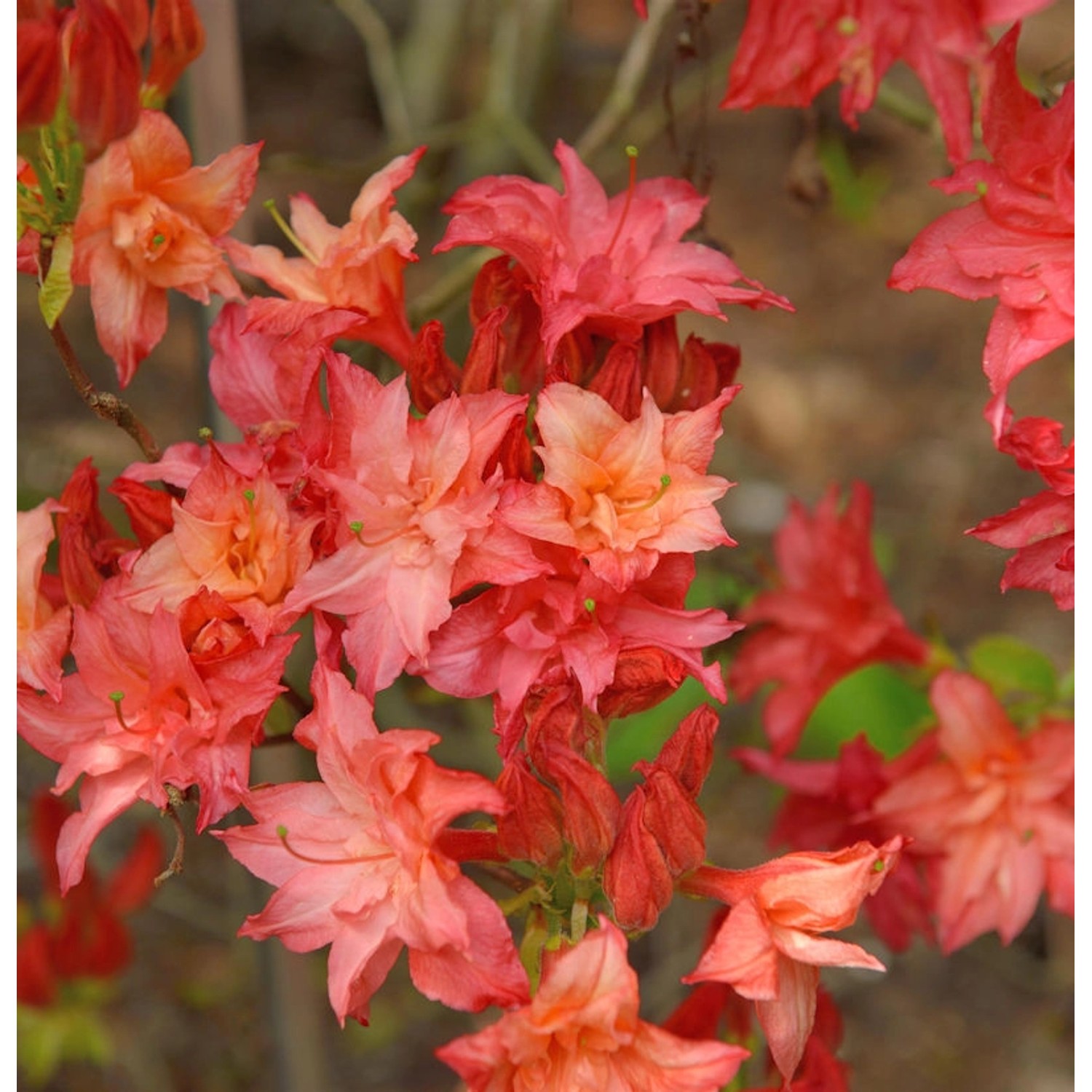 Sommergrüne Azalee Rosenköpfchen 30-40cm - Rhododendron mixtum günstig online kaufen