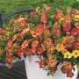 OBI Zauberglöckchen Chameleon im Topf, verschiedene Farben. Hängepflanze für Balkon und Kübel.