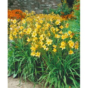 Gelb blühende Taglilie 'Lemon Bells' (Hemerocallis) im Beet, sonniger Standort.
