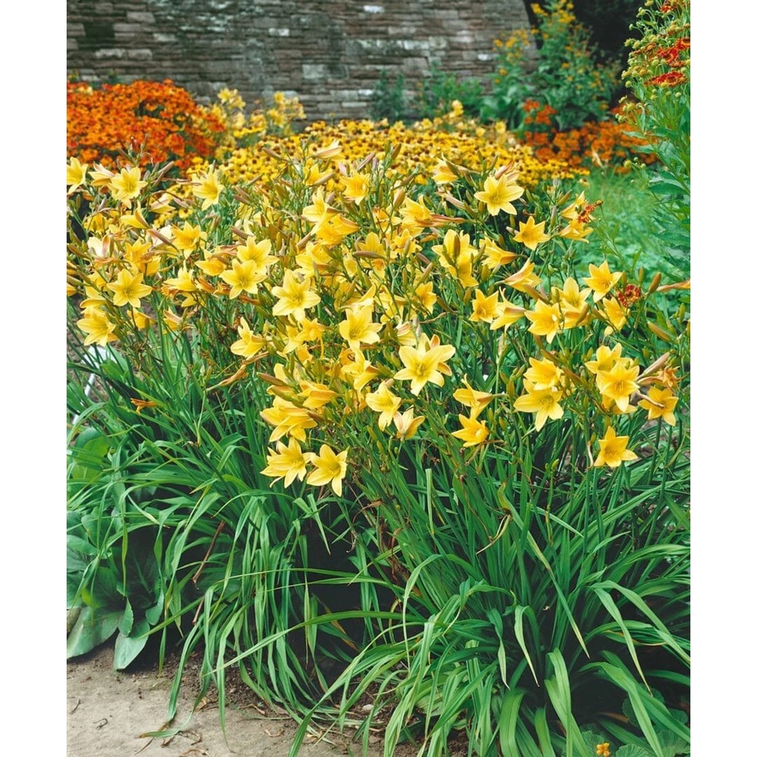 Hemerocallis X Cult. Lemon Bells Taglilie Ca. 11x11 cm Topf günstig online kaufen