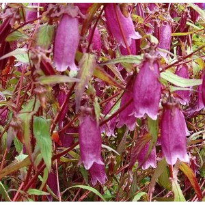 Punktierte Glockenblume 'Beetroot': Staude mit purpurfarbenen, glockenförmigen Blüten.