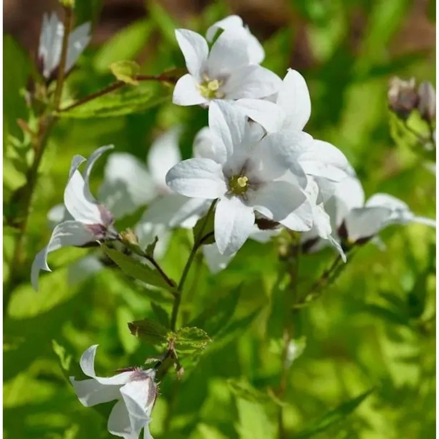 Doldenglockenblume Alba - Campanula,actiflora