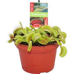 Venusfliegenfalle (Dionaea muscipula) im Topf, eine exotische, fleischfressende Pflanze.